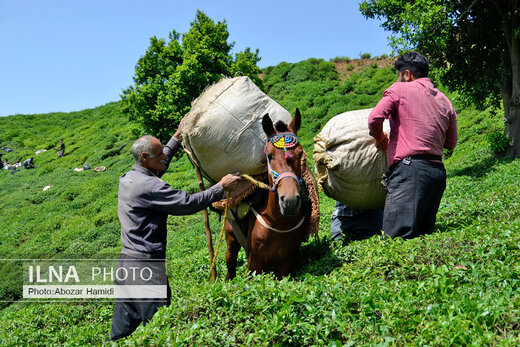 جشنواره چای در املش گیلان