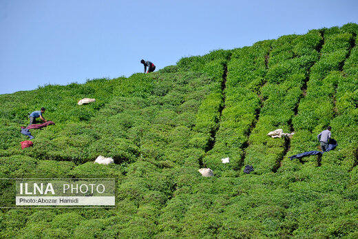 جشنواره چای در املش گیلان