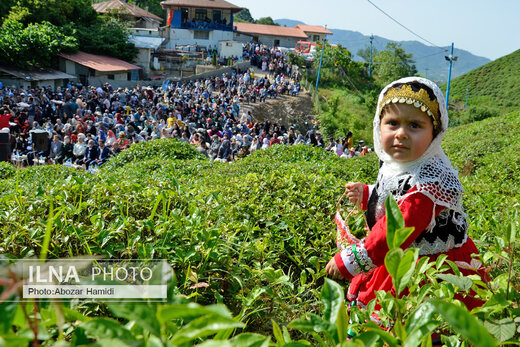 جشنواره چای در املش گیلان