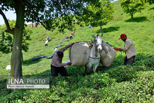 جشنواره چای در املش گیلان