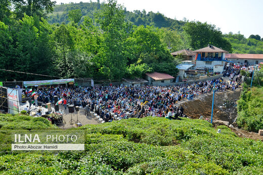 جشنواره چای در املش گیلان