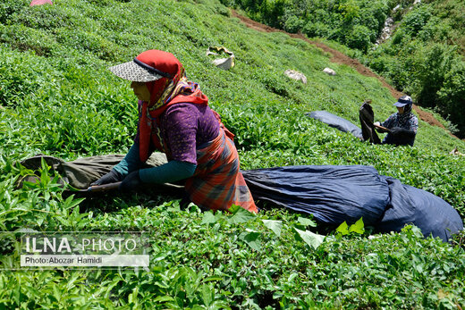 جشنواره چای در املش گیلان