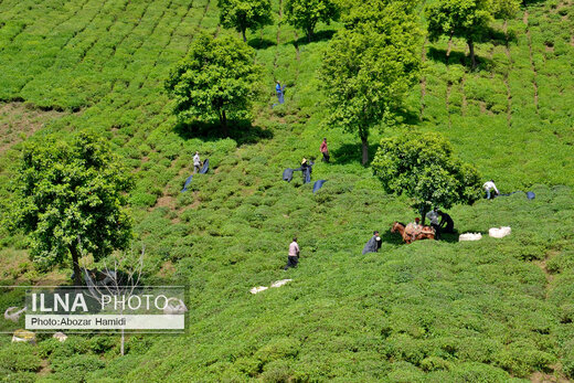 جشنواره چای در املش گیلان