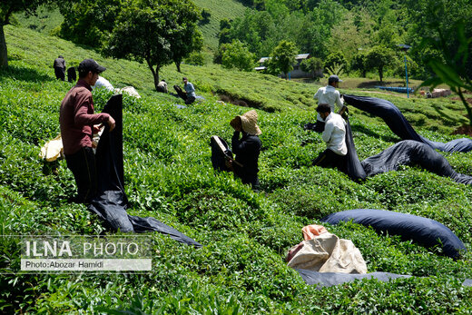 جشنواره چای در املش گیلان