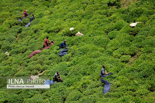 جشنواره چای در املش گیلان
