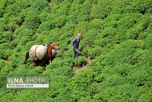 جشنواره چای در املش گیلان