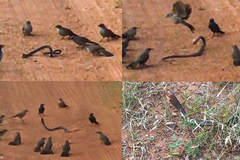 ببینید | چند پرنده خمشگین یک مار را کور کردند