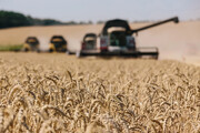 خرید بیش از یک میلیون و ۳۲۰ هزار تن گندم در خوزستان / پرداخت ۸۸۰۰ میلیارد به کشاورزان