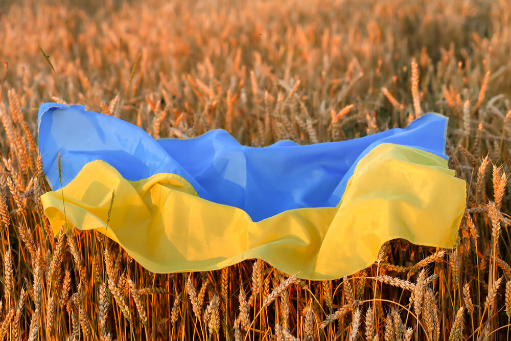 وزیر کشاورزی اوکراین: قیمت گندم جهانی ۴۰ درصد افزایش می‎‌یابد