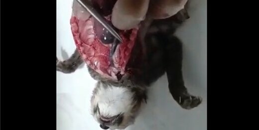 دامپزشک حیات وحش: اشتباهات مکرر سازمان محیط زیست فرزندان «ایران» را به کشتن داد/ سرانجام دلبر و کوشکی چه میشود؟ دامپزشک حیات وحش: اشتباهات مکرر سازمان محیط زیست فرزندان «ایران» را به کشتن داد/ سرانجام دلبر و کوشکی چه میشود؟