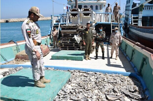 کشف بیش از ۲۵۰۰ بال کوسه در کیش؛ چه کسانی غذای گرانقیمت با بال کوسه را میخورند؟/ عکس