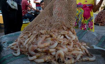 برداشت میگو پرورشی در استان هرمزگان آغاز شد برداشت میگو پرورشی در استان هرمزگان آغاز شد