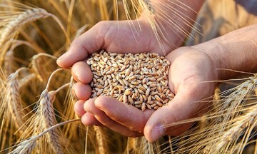 هشدار بیماری زنگ زرد به گندمکاران آبادانی 