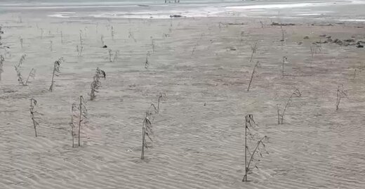 خشک شدن نهال‌های حرا در ساحل سورو