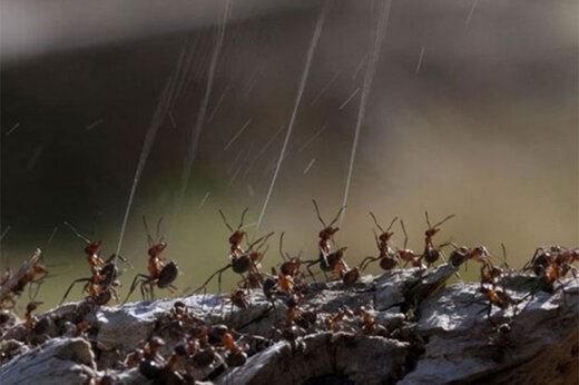 ببینید | تصویری از پاشیدن اسید توسط مورچه‌ها برای دفاع از لانه‌شان