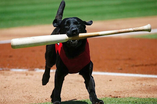 ببینید | توانایی باورنکردنی یک سگ در بازی بیسبال