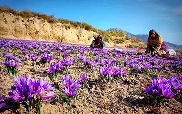 آغاز برداشت گل محمدی و فعالیت ۱۲۰ بهره‌بردار زعفران در آذربایجان‌غربی