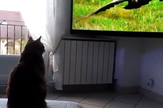 ببینید | لحظه وحشت یک گربه از پرواز یک عقاب در تلویزیون