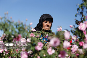 برداشت گل محمدی از مزارع شهرستان بهار