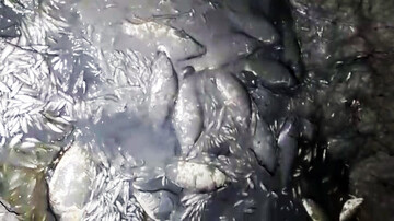 اطلاعیه اداره کل حفاظت محیط زیست هرمزگان درباره تلفات ماهیان در میناب