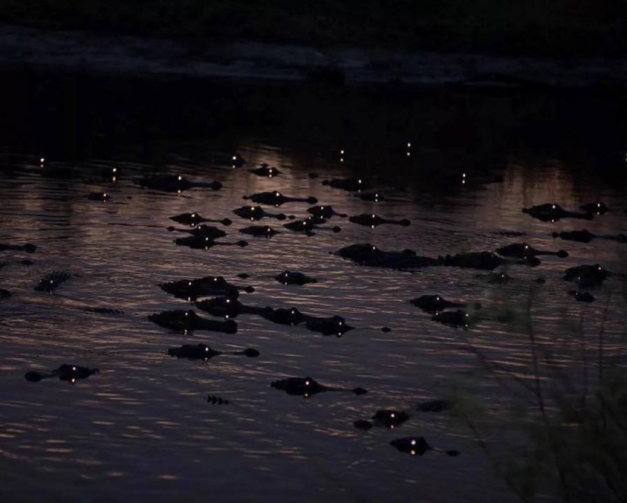 عکس | انعکاس نورِ شبانه در چشمان دهها تمساح، فلوریدا
