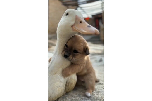 ببینید | دوستی جالب توله سگ با یک اردک