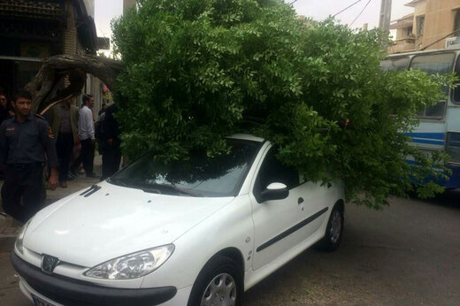 ببینید | لحظه سقوط درخت بر روی ۲۰۶ در شیراز خیابان قانی
