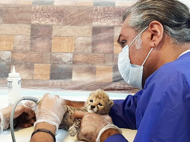 آخرین وضعیت سومین توله یوز «ایران»؛ وزن توله یوز نصف وزن استاندارد است/ نام «پیروز» تایید نشده