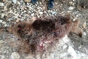 کشتار ۲ خرس در تکاب/ قاتل حیات وحش بازداشت شد