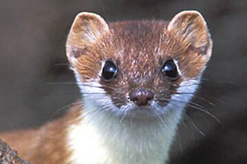 مشاهده راسو در تهران؛ آیا موشهای پایتخت میتوانند طعمه آنها شوند؟ مشاهده راسو در تهران؛ آیا موشهای پایتخت میتوانند طعمه آنها شوند؟