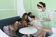 ببینید | اولین کافه ویژه سگ‌ها با سرو بستنی و کیک!