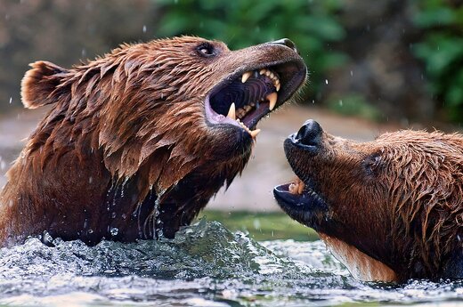 ببینید | لحظه حمله یک خرس به بچه‌گوزن‌ها و واکنش حیرت‌انگیز گوزن مادر!