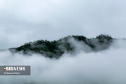 تصاویر | جنگل زیبای اولنگ بر فراز اقیانوسی از ابرها