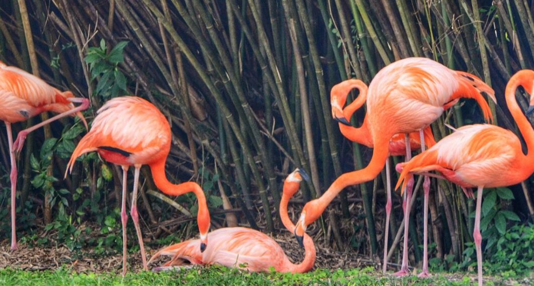 جزیره کیش را بدون انجام دادن و دیدن این ۶ مورد ترک نکنید