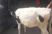 ببینید | سرقت یک گاو با سمند در خوزستان
