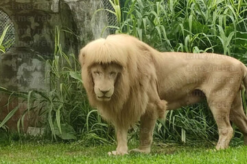 تصاویر | مدل موی چتری یک شیر در باغ وحش گوانژو چین