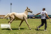 تصاویر | چهارمین جشنواره زیبایی اسب اصیل ترکمن