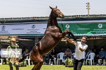 چهارمین جشنواره زیبایی اسب اصیل ترکمن