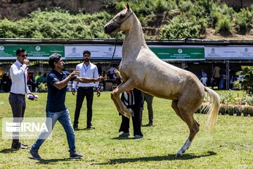 چهارمین جشنواره زیبایی اسب اصیل ترکمن