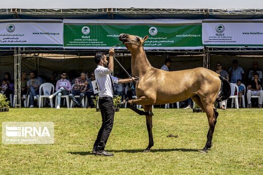 چهارمین جشنواره زیبایی اسب اصیل ترکمن