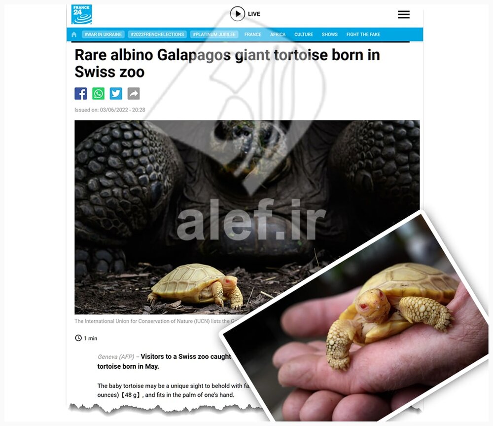 تولد یک بچه لاکپشت زال از یک گونه کمیاب برای اولین بار در جهان/ عکس