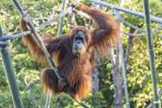 ببینید | حمله وحشتناک اورانگوتان خشمگینِ زندانی در باغ وحش به یک انسان