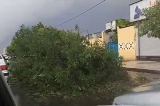 ببینید | اولین ویدیو از سقوط درخت در مشهد در پی تگرگ شدید