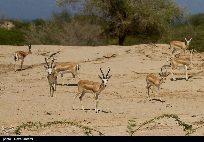 افزایش جمعیت آهوهای جزیره خارک