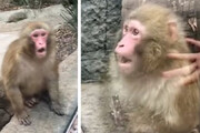 ببینید | تعجب و شوکه شدن یک میمون در مواجهه با شعبده‌بازی یک انسان!