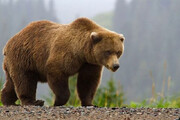 ببینید | بازیگوشی جالب یک خرس قهوه‌ای در پارک ملی کیاسر مازندران