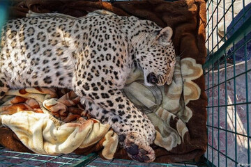 تلف شدن یک پلنگ ماده ایرانی/ «کیجا» از عفونت مُرد تلف شدن یک پلنگ ماده ایرانی/ «کیجا» از عفونت مُرد