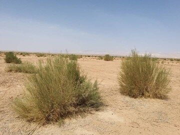 پایان نهال کاری در 187 هکتار عرصه های بیابانی گرمسار