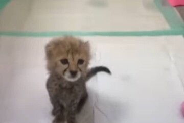 اینفوگرافیک | گمشده: مادر دو توله یوز توران / کاش آن دو توله «ایران» را به این چوپان سپرده بودیم!