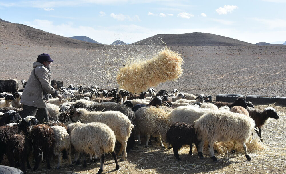 نشان درجه یک هنری برای پدر شهیدی که از شجریان، آواز خواندن را آموخت/ عکس